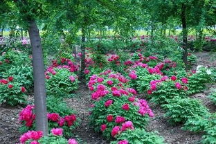 芝樱：粉红色河流的美丽传说