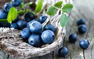 蓝莓与蓝靛果，颜色的秘密