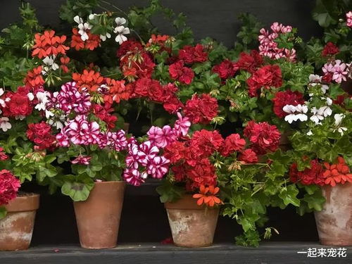 驾驶平安与花色的隐秘关联