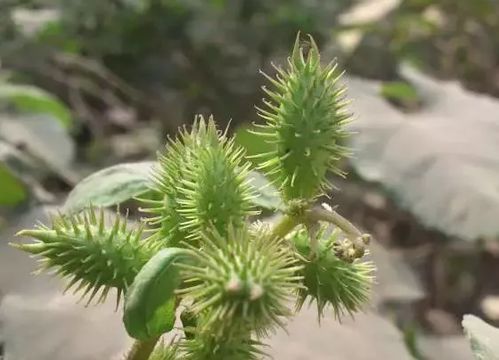 除草与土壤管理