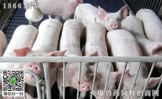 宁夏猪肉价格今日价，肥猪价格查询软件显示的猪肉价格是多少？