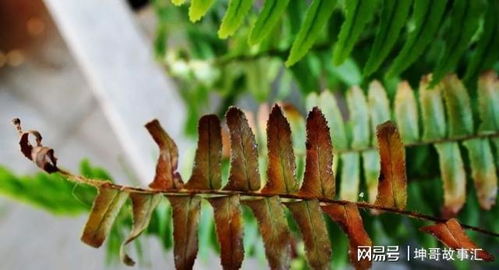 植物黄叶怎么办？快速解决植物黄叶技巧！