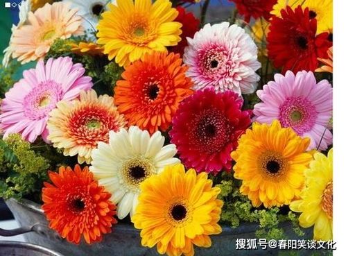 非洲菊：如何施肥让它花朵梗鲜艳花期梗长
