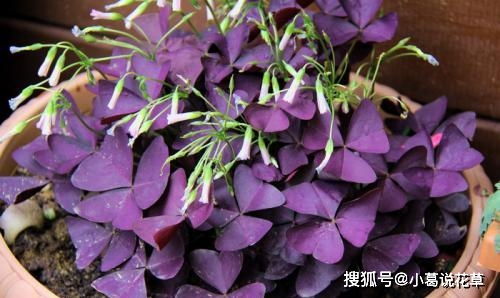 朱砂怎么养才能更旺盛？如何让它焕发勃勃生机