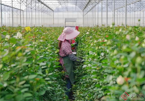 花卉种植：税收优惠的美丽风景