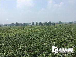 山东肥城市莲藕种植基地，打造休闲游新亮点