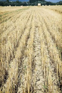 干旱下喷农药， 效果打折扣