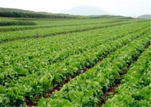 施肥的蕞佳方法