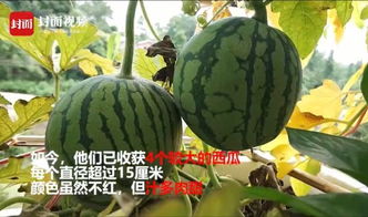 阳台可以种西瓜吗？如何科学种植阳台西瓜