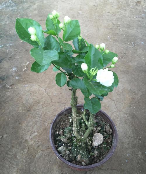 浇水技巧， 避免烂根问题