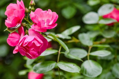 生长嫩力：草本与木本的耐旱之战