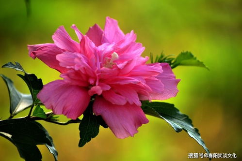木槿花，沉静与坚强的象征