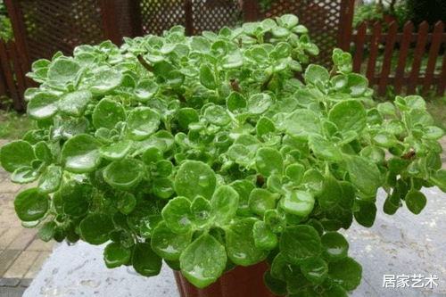 常见绿化花卉品种大盘点