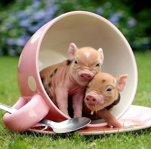 仔猪暖窝新法：智能温控