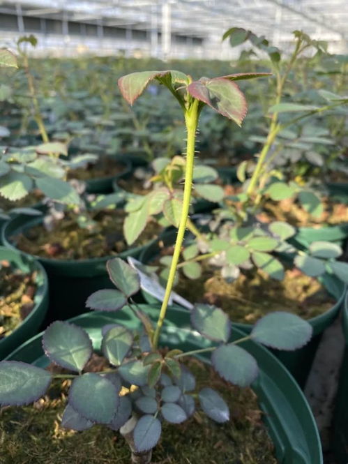 车前草的种植与养护