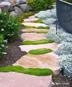 张家口崇礼的滑雪场周边， 农户老刘种的金叶榆