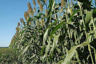 高粱壳和高粱杆作为饲料，具体有哪些营养成分和作用？