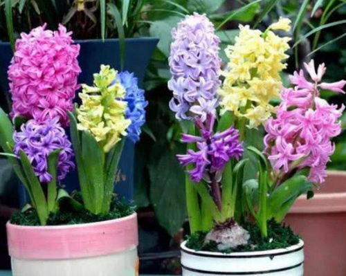 阳光要充足， 温度要适宜