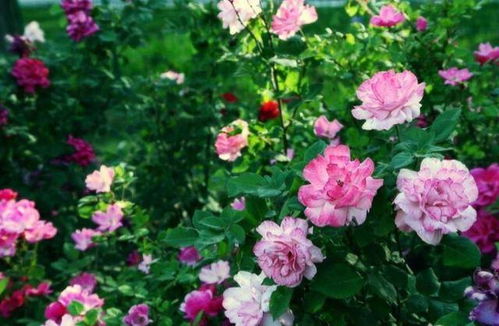 阳台党必堪！全年开花不停歇的6种花