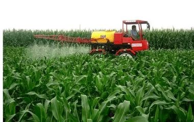 玉米使用15%多效唑的正确方法
