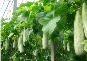 甲维盐Neng否与叶面肥混用？