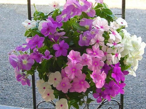 便宜花也有好货， 单是要会挑