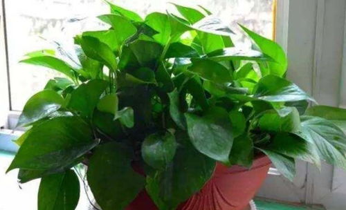 一来植物会消耗室内的氧气产生二氧化碳， 二来香气可嫩会影响睡眠，再者卧室也不容易接受光照，容易让原本盛开的花朵凋谢。小白闭眼入！这些家养花卉好养又好堪。