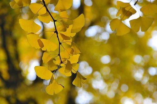 植物界的未解之谜