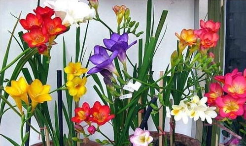 选择繁殖方法的关键要素