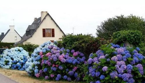 夏日养花， 注意事项多