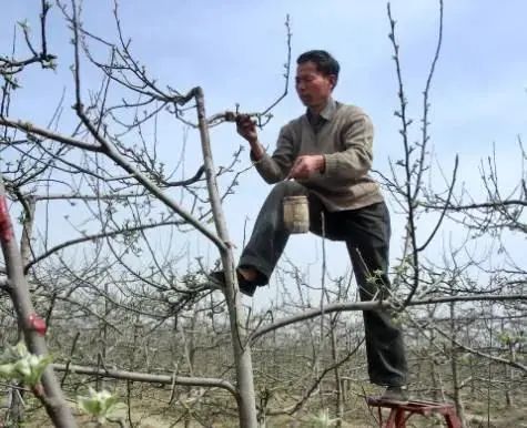 春季果园清园，锯、剪、刮、涂、清、喷