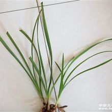 “翠叶兰植，春暖初芽现