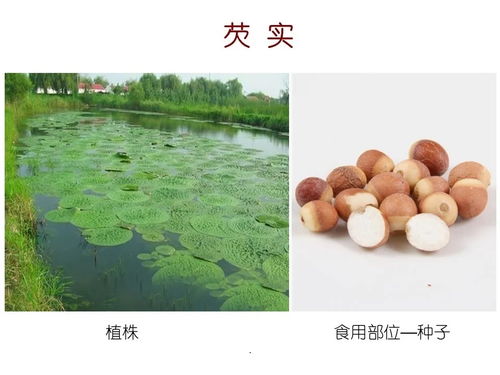 水生植物有哪些？常见种类包括荷花、睡莲、水葫芦等