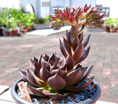 砍头技巧：砍多少？怎么砍？