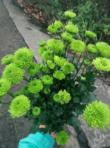 常见的绿化菊有哪些呢？