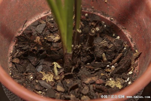 园艺心急吃不了热豆腐