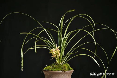 兰花叶子有黑斑怎么办？是浇水过多还是病虫害侵袭