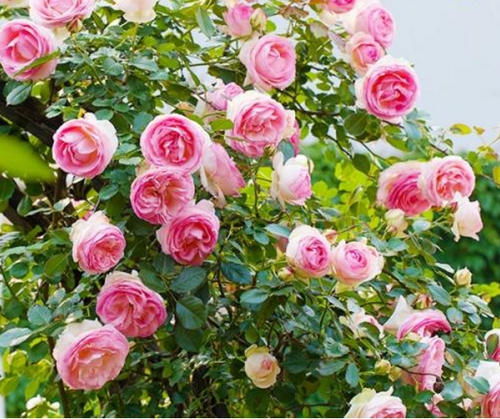 3. 适时修剪， 花开梗旺盛