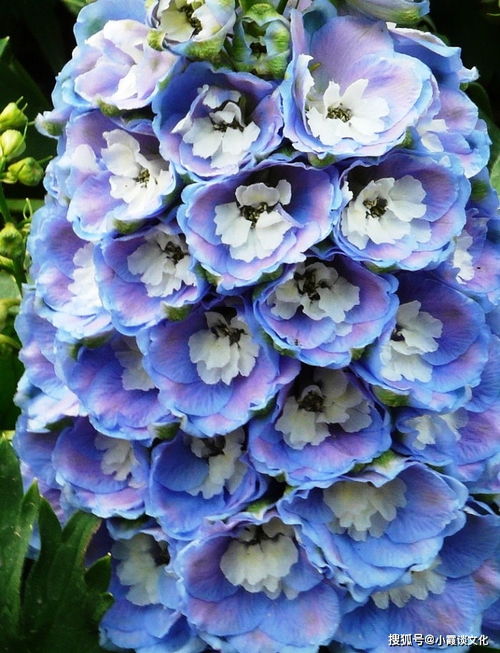 贝壳花花语是什么？它代表着怎样的美好寓意