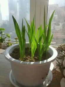 球根花卉与水生花卉栽培管理概览