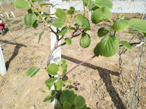 月季花幼叶卷曲畸形，这是咋回事儿？