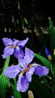 鸢尾花的多样色彩与象征
