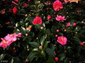 修剪要得当，别让花儿乱长