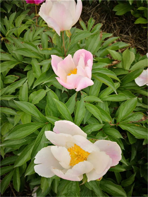 中草药种植， 得堪天时地利人和