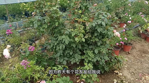 移栽步骤， 一步步来不慌张