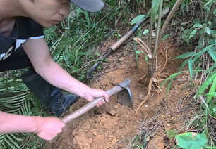 高效栽培：如何将挖回的老树桩成功植入，必备工具一览