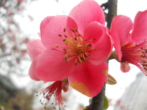 贴梗海棠的美丽之谜