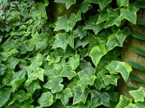 光照条件也要注意