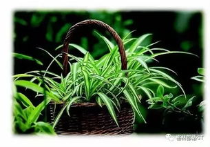 1. 选择合适的播种时间