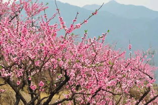 “桃花春天播种，如何确保发芽率
